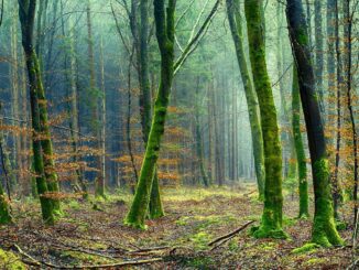 Wald mit Bäumen: Ökobanken stehen für nachhaltiges Wirtschaften für eine gesunde Umwelt