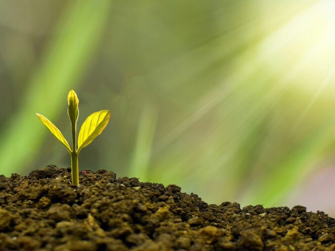 Wachsender Baum als Zeichen für Investition in sinnvolle Projekte. Die Kreditanstalt hat sich zur Förderung derselben verpflichtet!